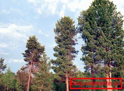 Energia adományozó a fa királyságában Energia adományozó a fa királyságában