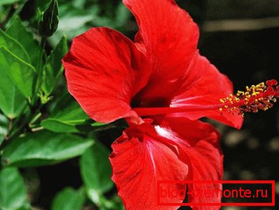 hibiszkusz